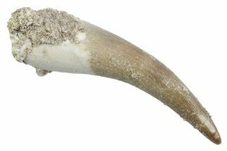 Fossil Plesiosaur (Zarafasaura) Tooth - Morocco #370490