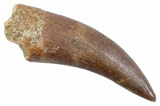 Fossil Plesiosaur (Zarafasaura) Tooth - Morocco #370492
