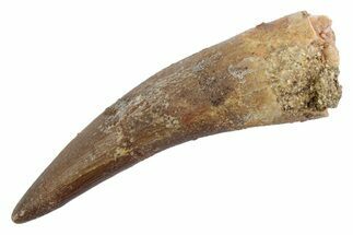 Fossil Plesiosaur (Zarafasaura) Tooth - Morocco #370493