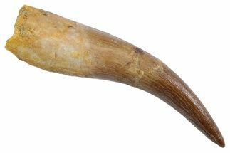 Fossil Plesiosaur (Zarafasaura) Tooth - Morocco #370494