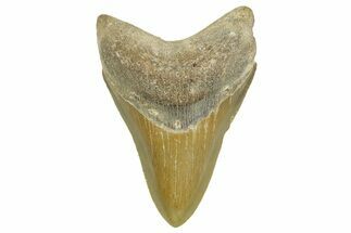 Serrated, Fossil Megalodon Tooth - North Carolina #371495