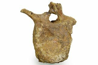 Hadrosaur (Edmontosaurus) Anterior Caudal Vertebra - Wyoming #371509