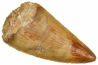Serrated Raptor Tooth - Real Dinosaur Tooth #371389