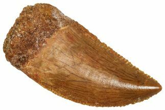 Serrated Raptor Tooth - Real Dinosaur Tooth #371391