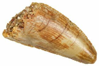 Serrated Raptor Tooth - Real Dinosaur Tooth #371417