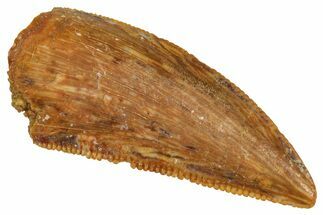 Serrated Raptor Tooth - Real Dinosaur Tooth #371432