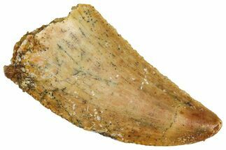 Serrated Raptor Tooth - Real Dinosaur Tooth #371441