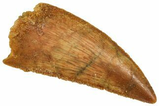 Serrated Raptor Tooth - Real Dinosaur Tooth #371443