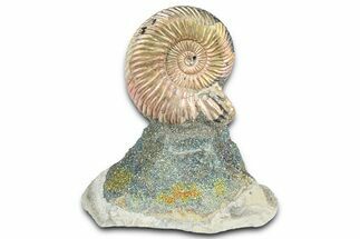 Iridescent Pyritized Ammonite (Quenstedticeras) Fossil Display #368821