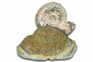 Iridescent Pyritized Ammonite (Quenstedticeras) Fossil Display #368833