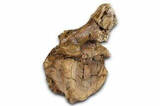 Hadrosaur (Edmontosaurus) Anterior Caudal Vertebra - Wyoming #371512