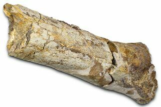Fossil Dinosaur Appendage Bone Section - Wyoming #371513