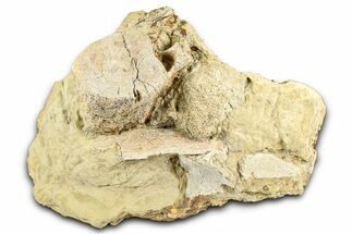 Hadrosaur Vertebra and Bone Sections in Sandstone - Wyoming #371515
