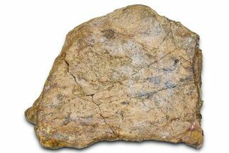 Dinosaur (Triceratops) Frill Shield Section - Wyoming #371525