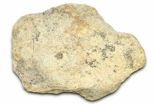 Dinosaur (Triceratops) Frill Shield Section - Wyoming #371531