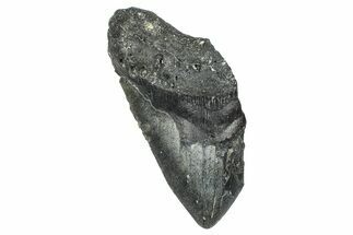 Partial, Fossil Megalodon Tooth - North Carolina #371546