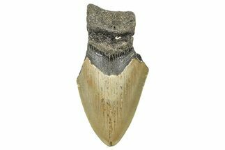 Partial, Fossil Megalodon Tooth - North Carolina #371548