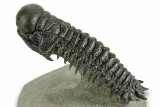 Flying Crotalocephalina Trilobite - Atchana, Morocco #359237