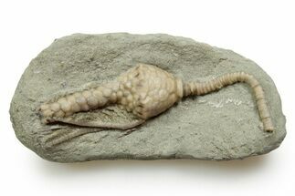 Fossil Crinoid (Macrocrinus) - Crawfordsville, Indiana #371572
