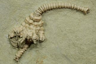Fossil Crinoid (Actinocrinites) - Crawfordsville, Indiana #371579