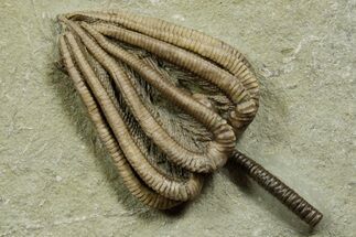 Fossil Crinoid (Agaricocrinus) - Crawfordsville, Indiana #371582