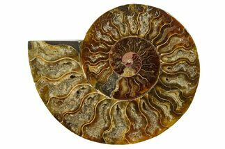 Cut & Polished Ammonite Fossil (Half) - Madagascar #369588