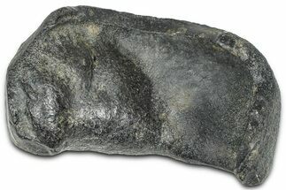 Fossil Whale Ear Bone - South Carolina #369256