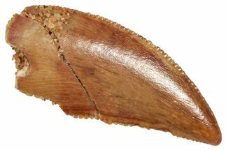 Serrated Raptor Tooth - Real Dinosaur Tooth #371464