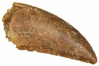 Serrated Raptor Tooth - Real Dinosaur Tooth #371468