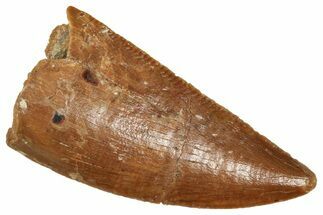Serrated Raptor Tooth - Real Dinosaur Tooth #371476