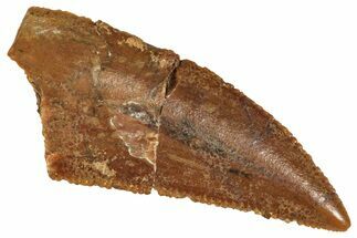 Serrated Raptor Tooth - Real Dinosaur Tooth #371488