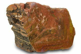 Colorful, Polished Petrified Wood (Araucarioxylon) - Arizona #371667
