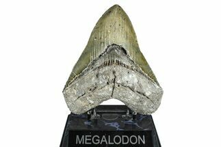 Fossil Megalodon Tooth - North Carolina #371650