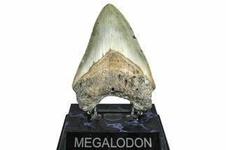 Fossil Megalodon Tooth - North Carolina #371654