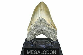 Serrated, Fossil Megalodon Tooth - North Carolina #371656