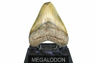 Serrated, Fossil Megalodon Tooth - North Carolina #371663