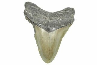 Fossil Megalodon Tooth - North Carolina #371690