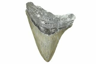 Serrated, Fossil Megalodon Tooth - North Carolina #371694