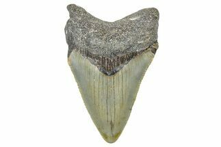 Serrated, Juvenile Megalodon Tooth - North Carolina #371698