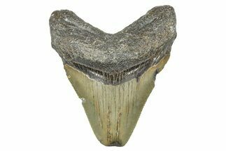 Juvenile Megalodon Tooth - North Carolina #371700