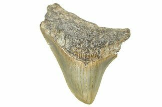 Serrated, Posterior Megalodon Tooth - North Carolina #371701