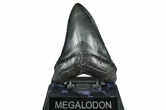 Fossil Megalodon Tooth - South Carolina #371756