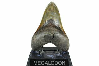Fossil Shark Teeth For Sale