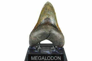 Serrated, Fossil Megalodon Tooth - South Carolina #371764