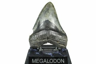 Fossil Megalodon Tooth - South Carolina #371768