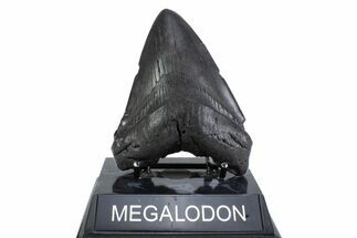 Fossil Megalodon Tooth - South Carolina #371776