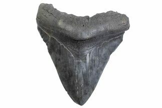 Fossil Megalodon Tooth - South Carolina #371778