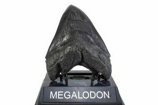 Serrated, Fossil Megalodon Tooth - South Carolina #371780