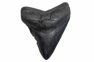 Fossil Megalodon Tooth - South Carolina #371822