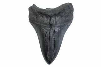 Fossil Megalodon Tooth - South Carolina #371830